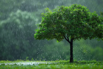 short-tree-in-heavy-rains-in-a-grassland